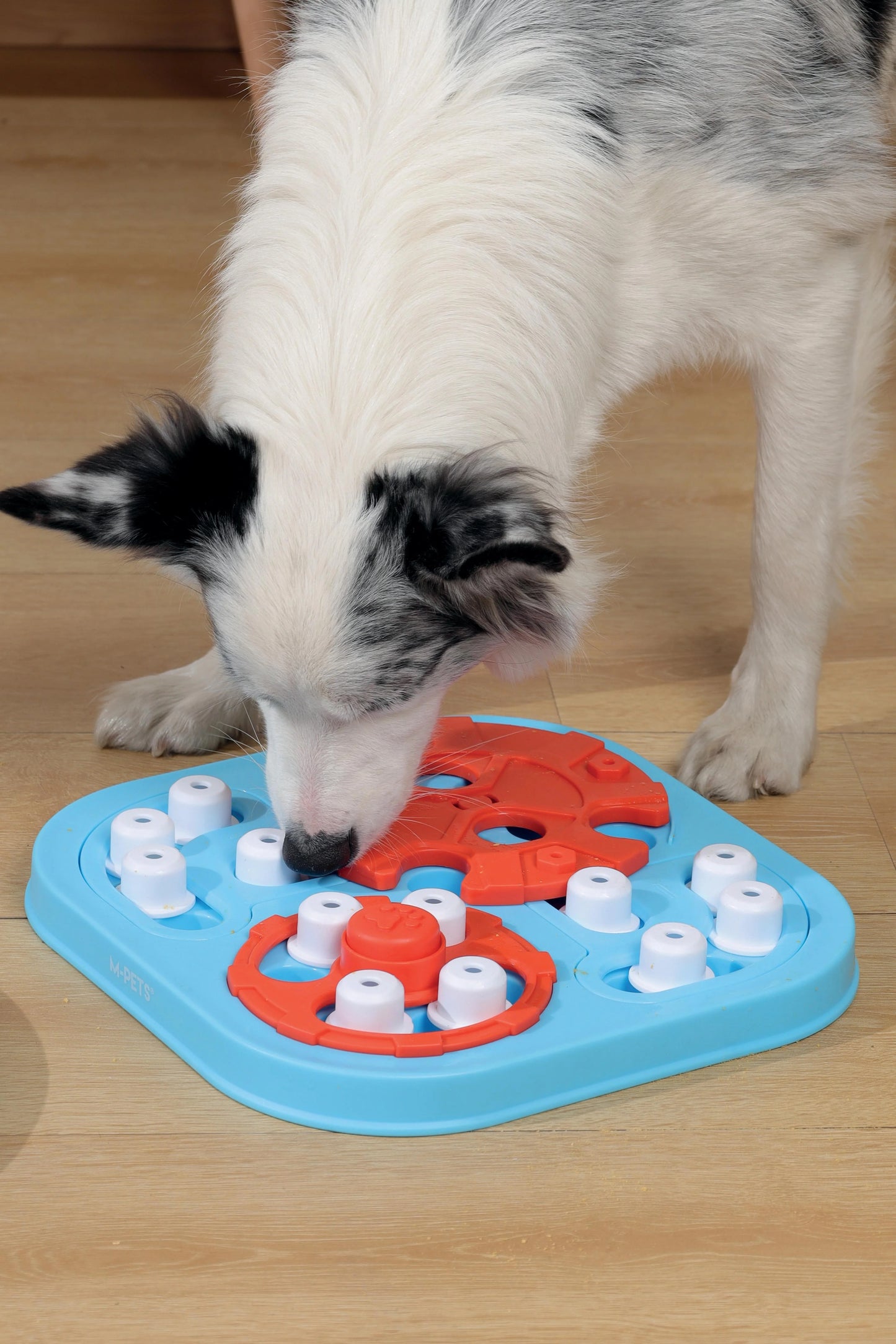 MPets Brainy Games Galileo – L/L3 Difficult