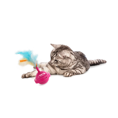 Mordern cat - Spinning Teaser - Black Dog Panamá