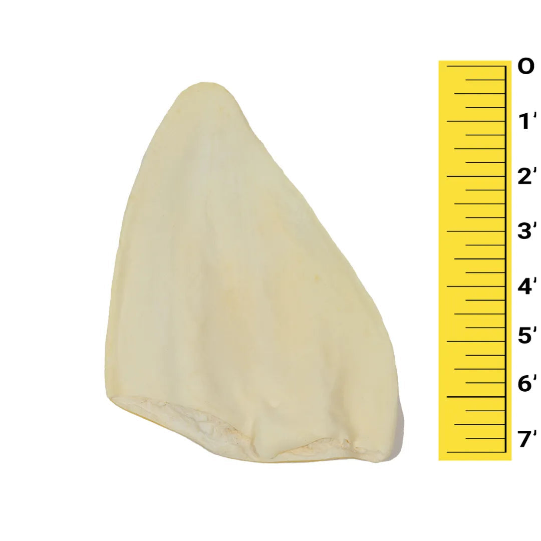 COW EAR FLAT JUMBO - Black Dog Panamá