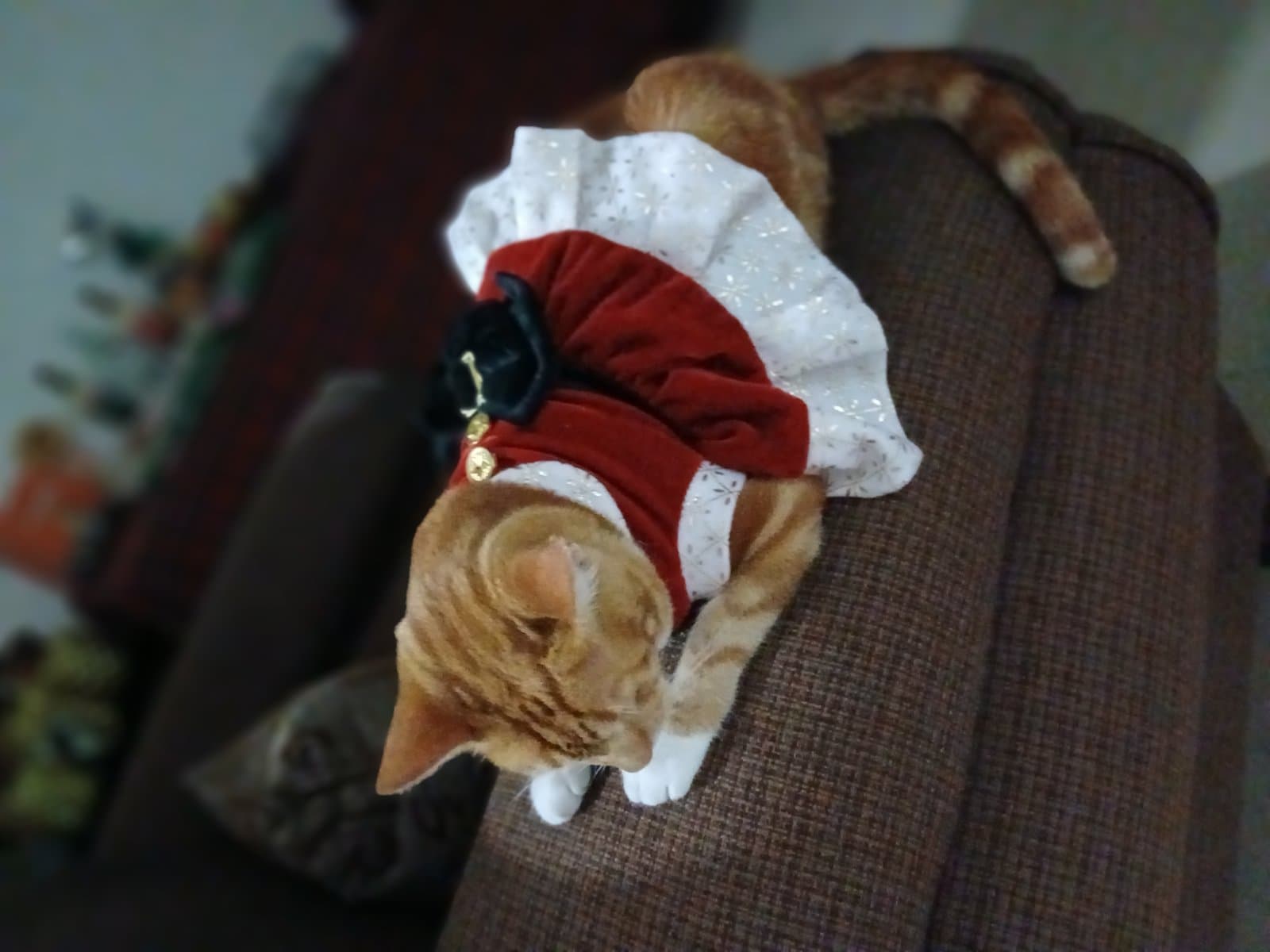 Lola, gato en adopción