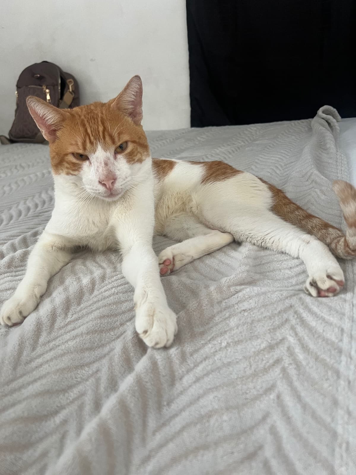 Koki, gato en adopción