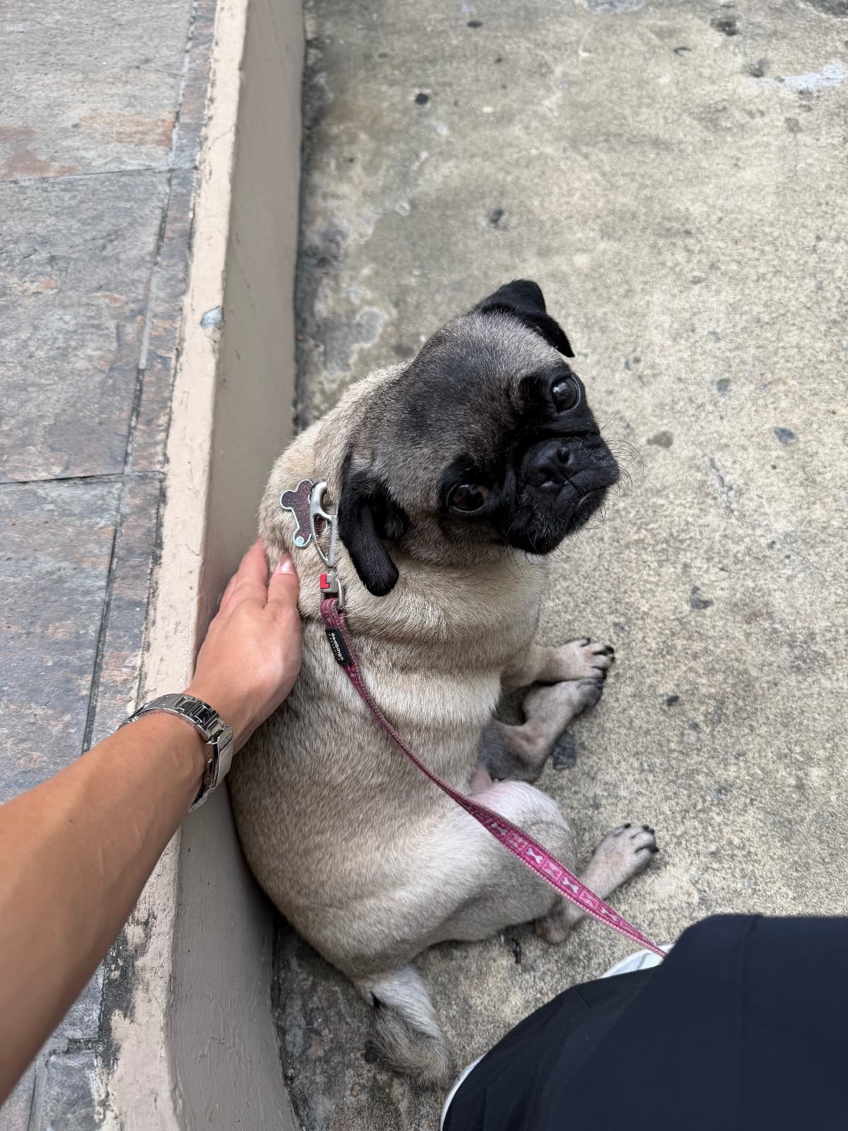 Lulu, perro en adopción