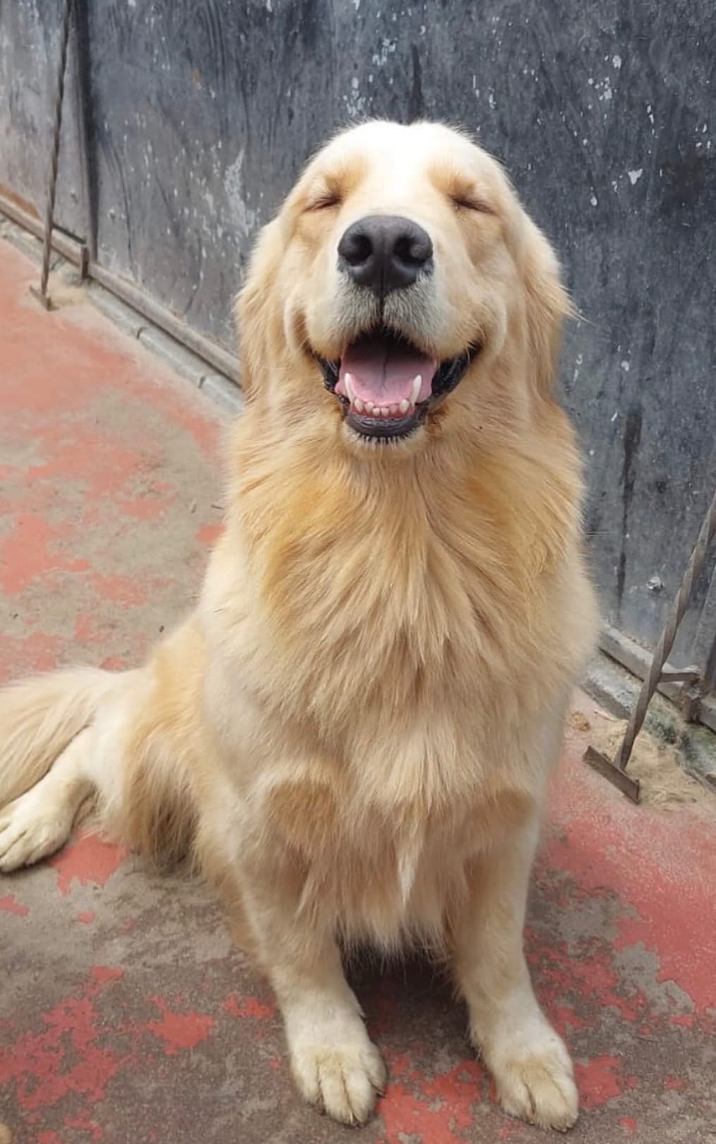Amber, perro en adopción