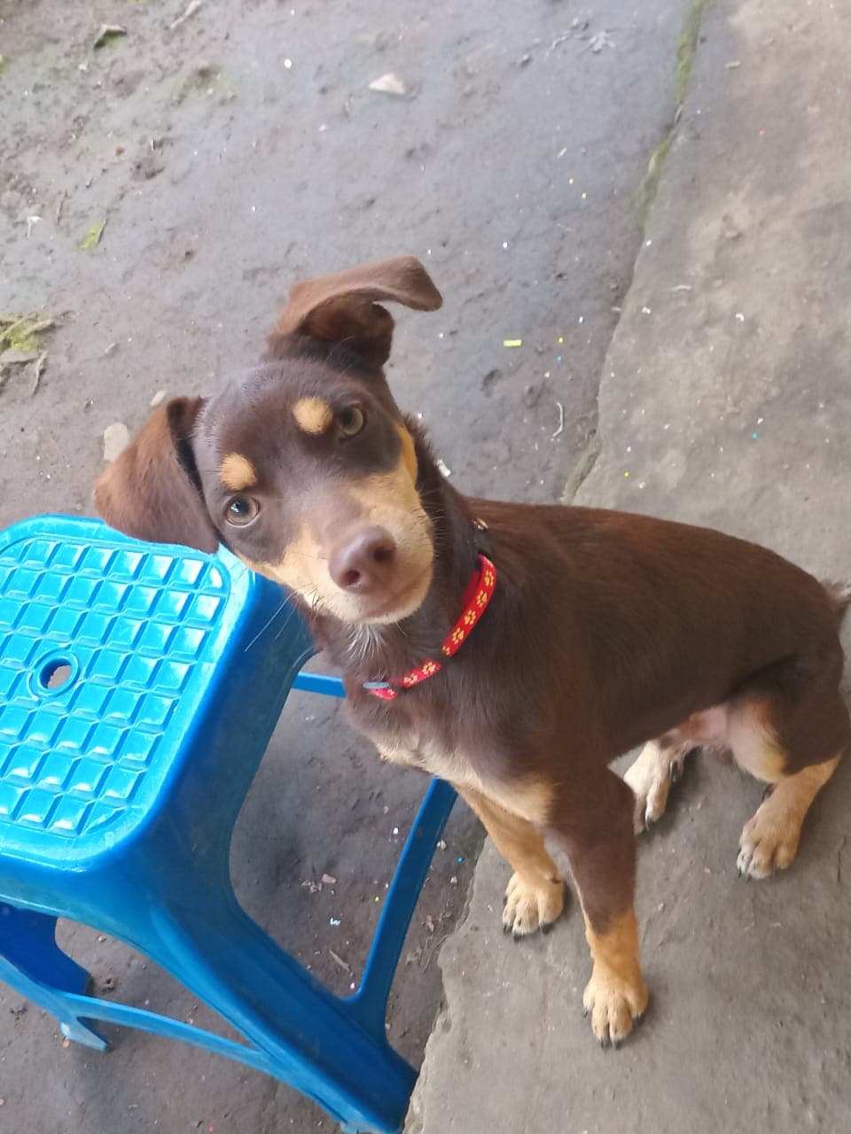 Coqui, perro en adopción