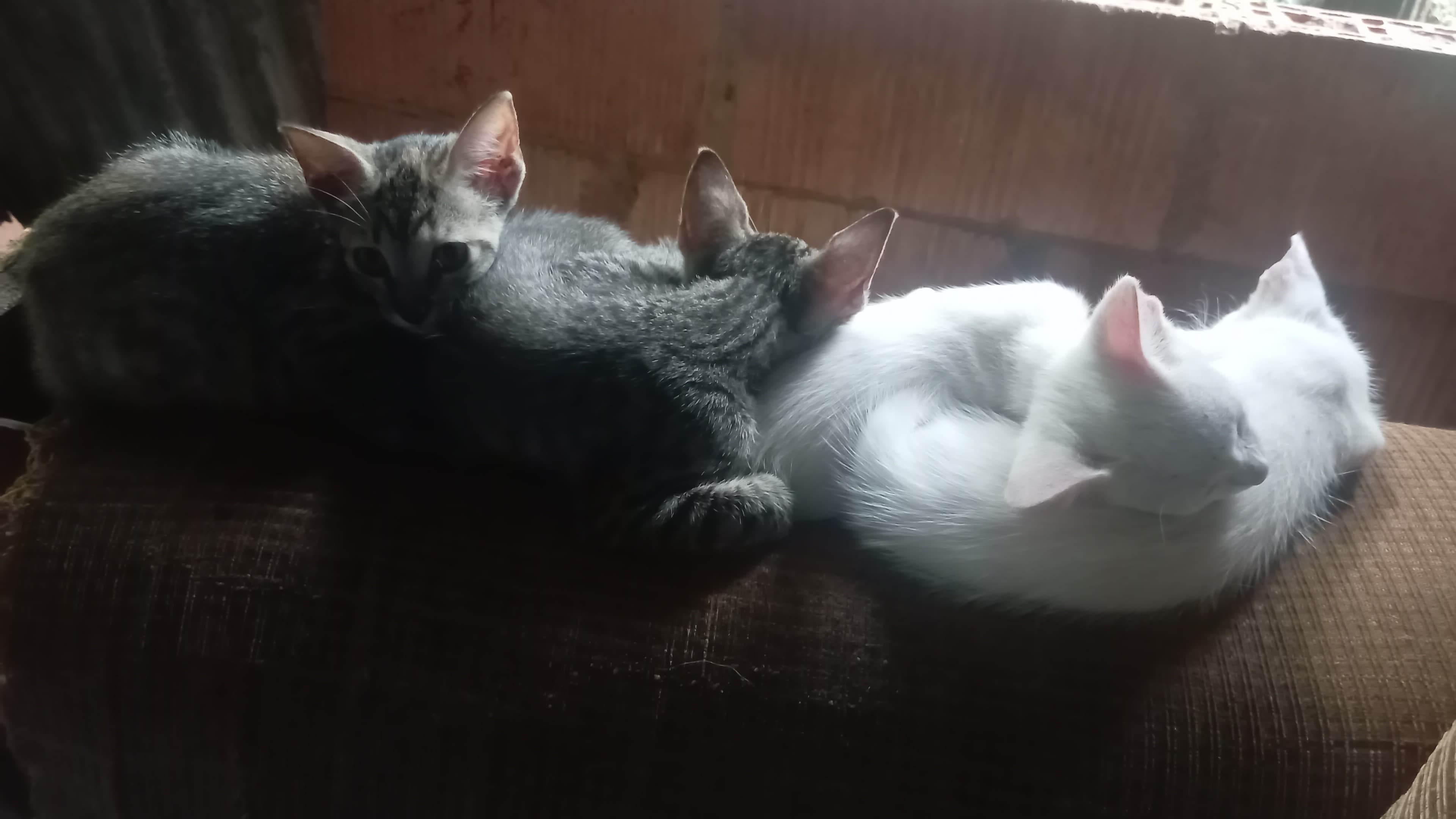 Nieve, Mar, Brisa, Flor, gato en adopción