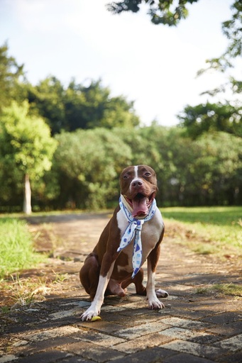 M-pets Cooling Collar Scarf L White