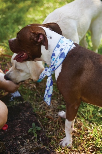 M-pets Cooling Collar Scarf L White