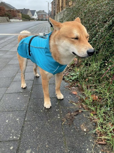 M-pets Dog Rain Coat - Xs