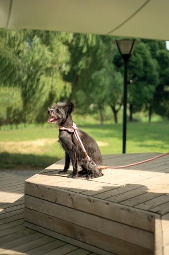 M-pets Eco Dog Leash M - Green