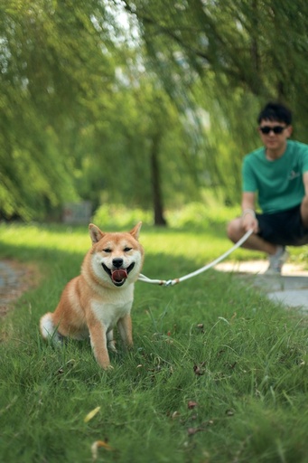 M-pets Eco Dog Leash M - Green