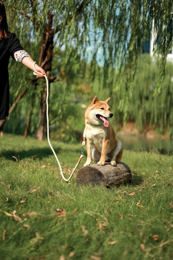 M-pets Eco Dog Leash M - Green