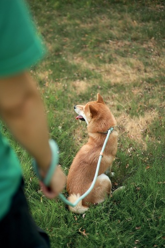 M-pets Eco Dog Leash M - Green
