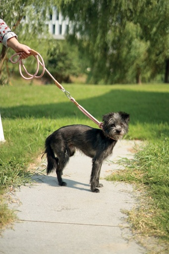 M-pets Eco Dog Leash M - Green