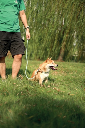 M-pets Eco Dog Leash M - Green