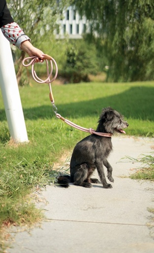 M-pets Eco Dog Leash M - Green