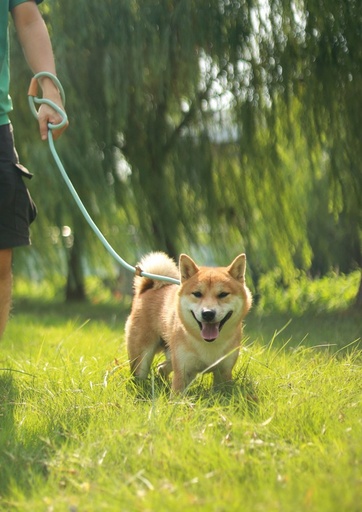 M-pets Eco Dog Leash M - Green