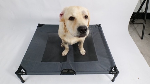 M-pets Elevated Pet Bed - L