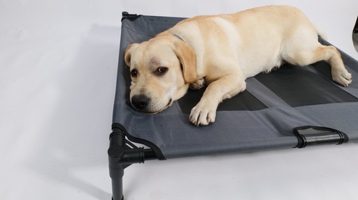 M-pets Elevated Pet Bed - L
