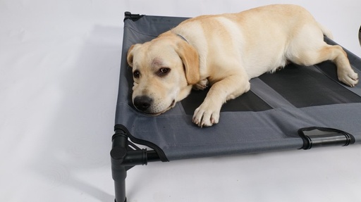 M-pets Elevated Pet Bed - L