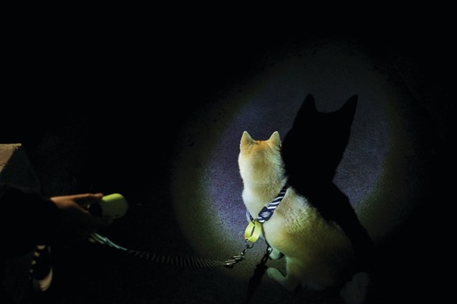 M-pets Flash Led Poop Torch Green
