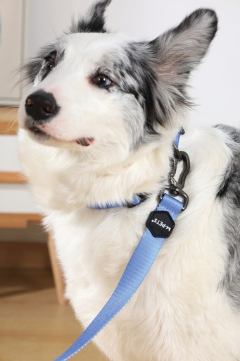 M-pets Gentle Dog Leash L Blue