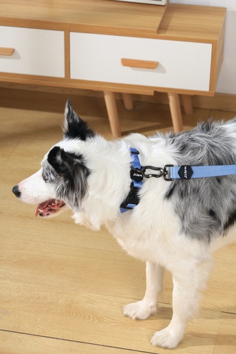 M-pets Gentle Dog Leash L Blue