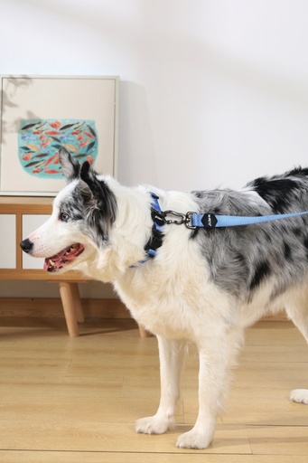M-pets Gentle Dog Leash L Blue