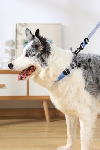 M-pets Gentle Dog Leash L Blue