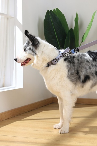 M-pets Gentle Dog Leash L Blue