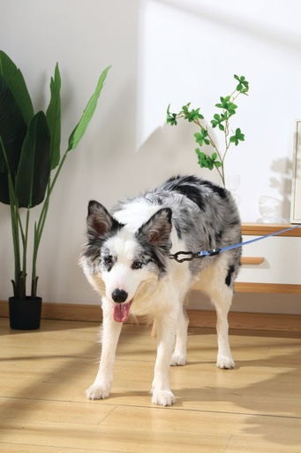 M-pets Gentle Dog Leash L Blue