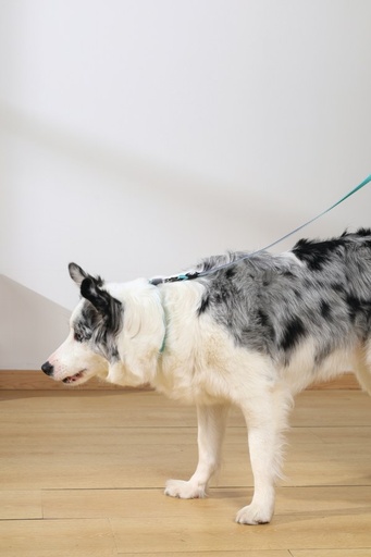 M-pets Gentle Dog Leash L Green