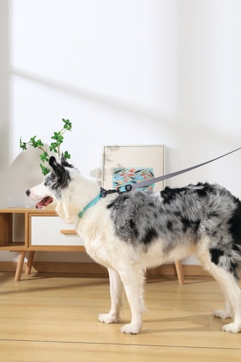 M-pets Gentle Dog Leash L Green