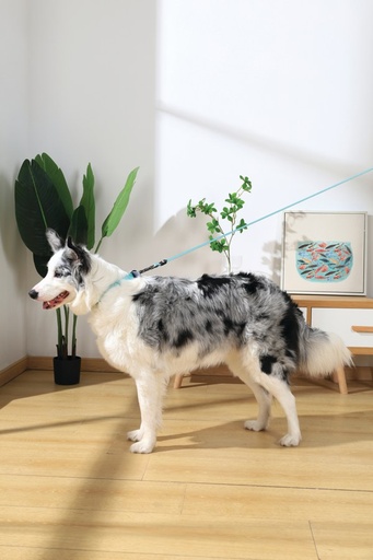 M-pets Gentle Dog Leash L Green