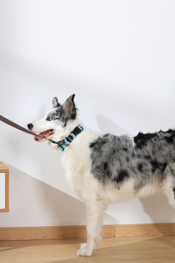 M-pets Gentle Dog Leash L Green