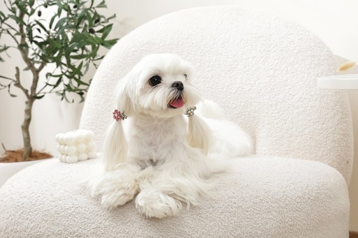 M-pets Glam Hair Accessories For Pets Flower Shape Clip Pink&white