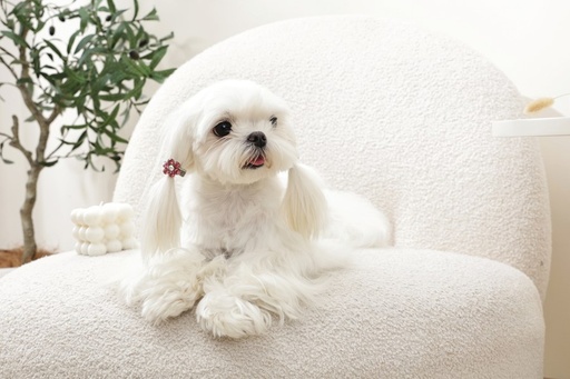 M-pets Glam Hair Accessories For Pets Flower Shape Clip Pink&white