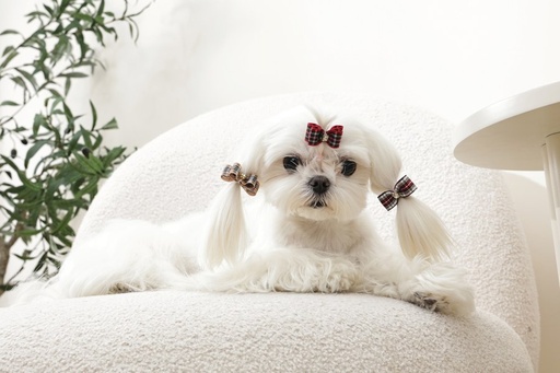 M-pets Glam Hair Accessories For Pets Rubber Band Red