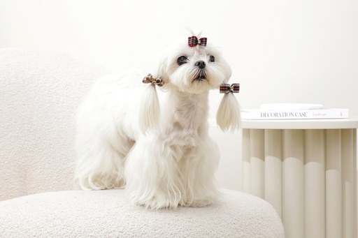 M-pets Glam Hair Accessories For Pets Rubber Band Red