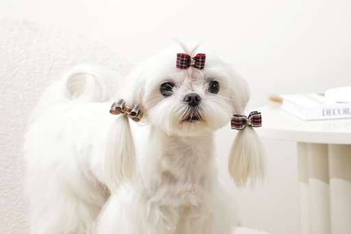 M-pets Glam Hair Accessories For Pets Rubber Band Red