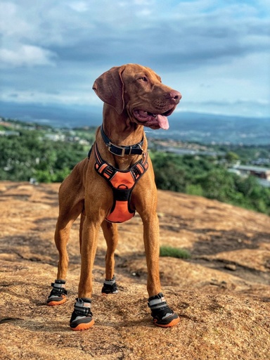 M-pets Hiking Dog Shoes L-6#