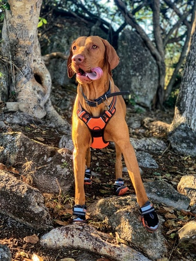 M-pets Hiking Dog Shoes L-6#