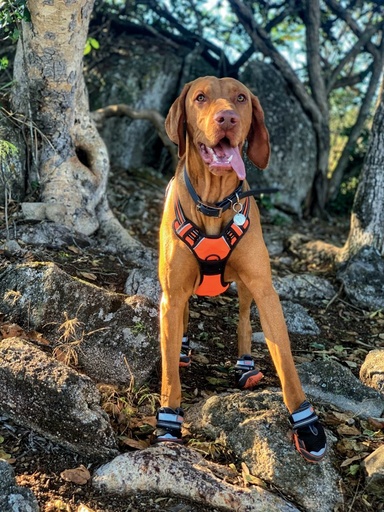 M-pets Hiking Dog Shoes L-6#