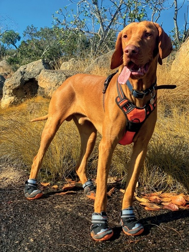 M-pets Hiking Dog Shoes L-6#