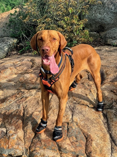 M-pets Hiking Dog Shoes L-6#