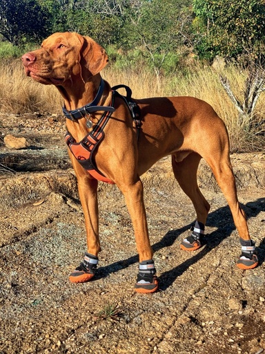 M-pets Hiking Dog Shoes L-6#