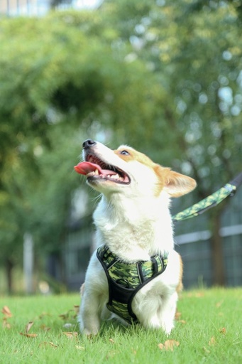 M-pets Hiking Harness - M / Camouflage