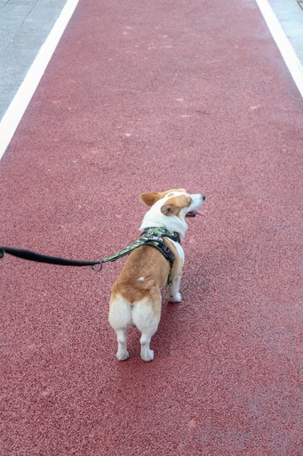 M-pets Hiking Harness - M / Camouflage