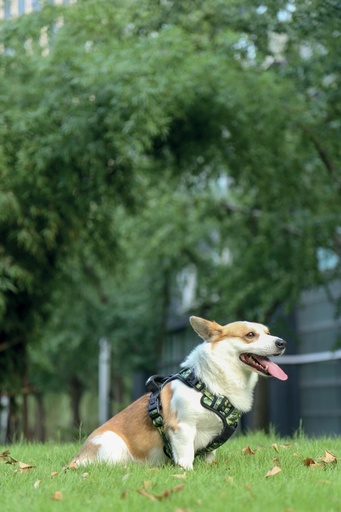 M-pets Hiking Harness - M / Camouflage