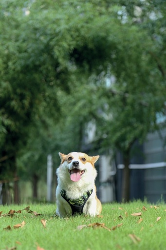 M-pets Hiking Harness - M / Camouflage