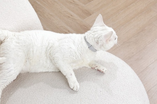 M-pets Keep Calm - Calming Pheromone Collar For Cats 1pc